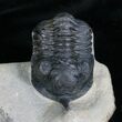 Large Morocconites Malladoides Trilobite #4239-3